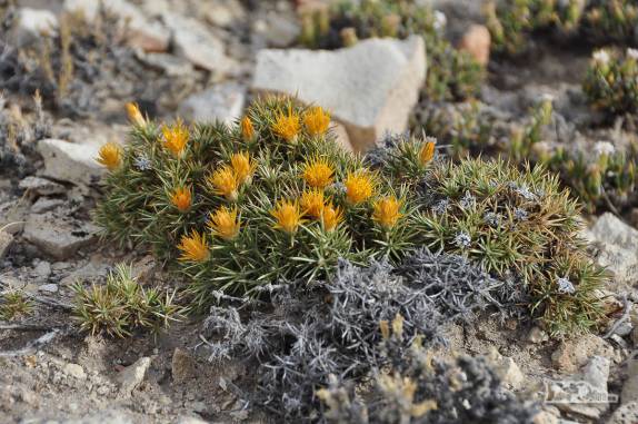 Flores crescem no deserto onde está o Monumento Natural Bosques Petrificados, região de Caleta Olivia, no sul da Argentina